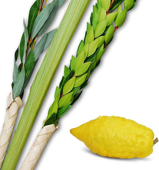 The Basic Set (Israeli)