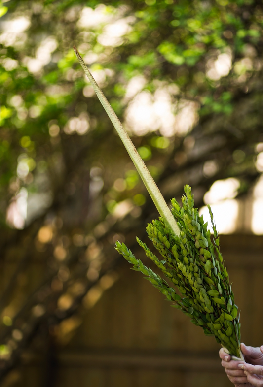 Regular Lulav (only)